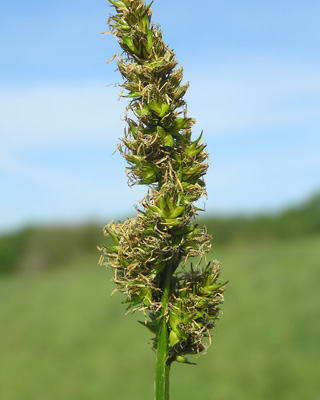 Carex vulpina